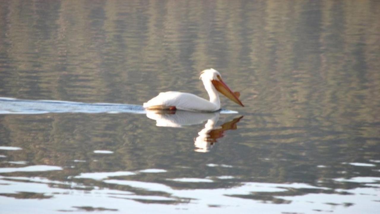 Feathernest On The Lake Vila Fawnskin Exterior foto